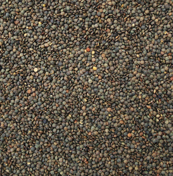 FRENCH LENTILS
